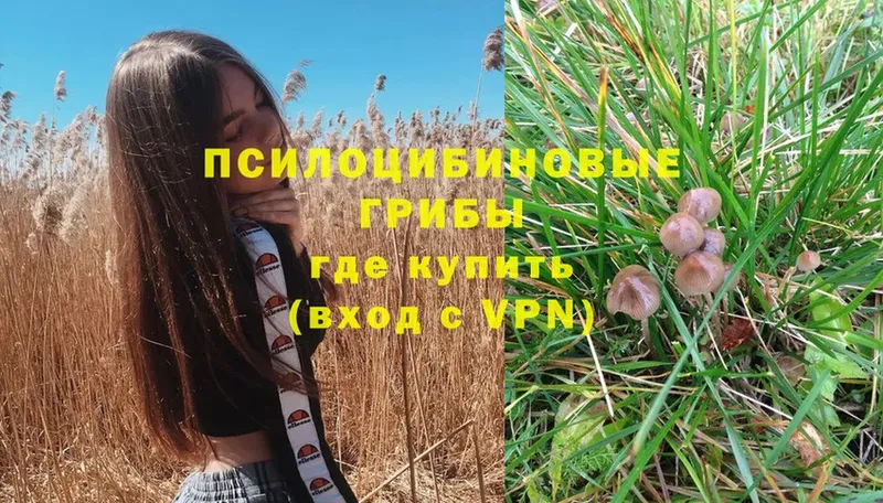 даркнет официальный сайт  Дмитриев  Псилоцибиновые грибы Psilocybe  купить наркотик 